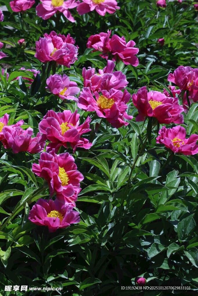 芍藥花 