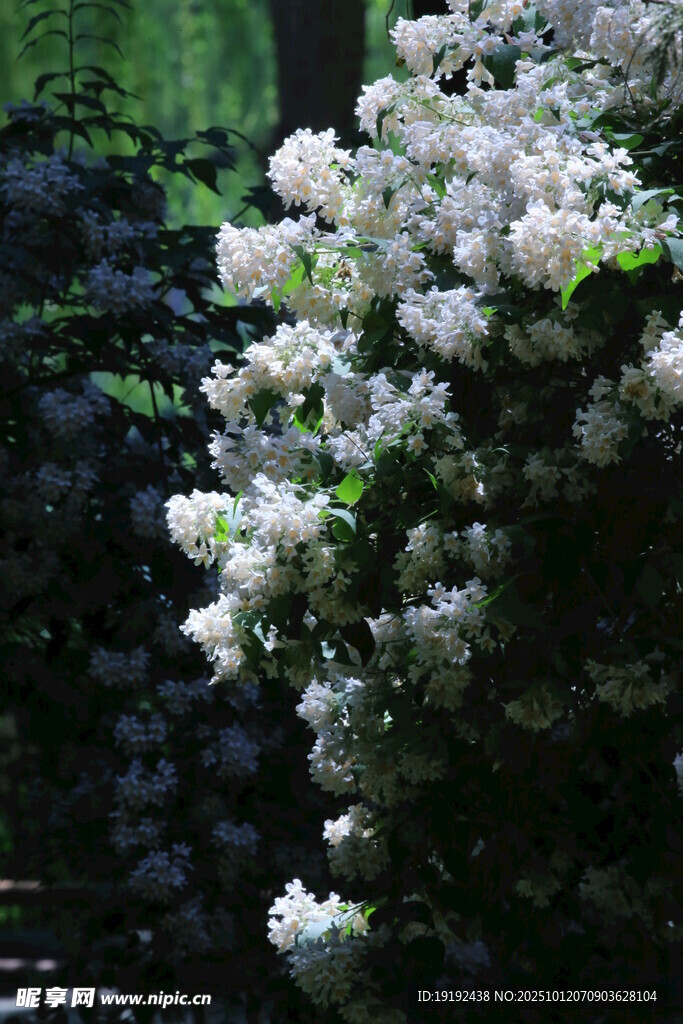 猥實(shí)花  