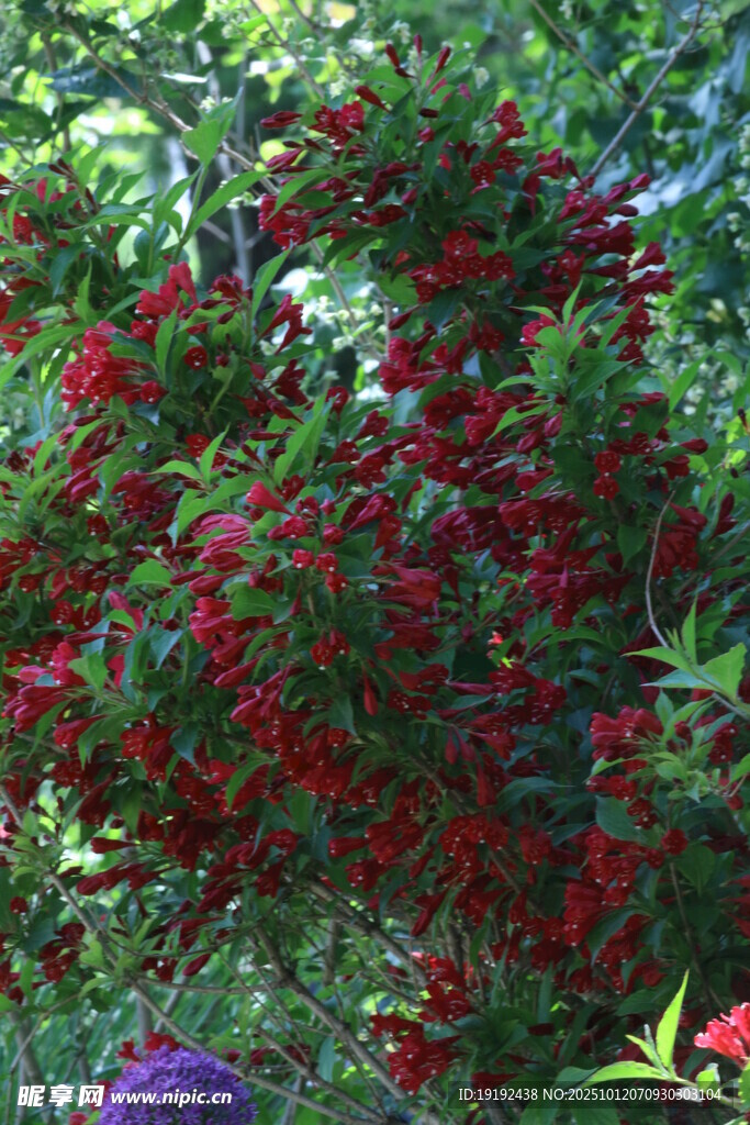 錦帶花 