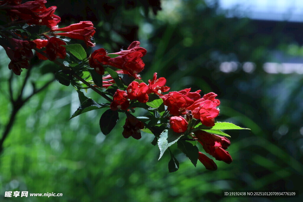 錦帶花 