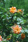 月季花  