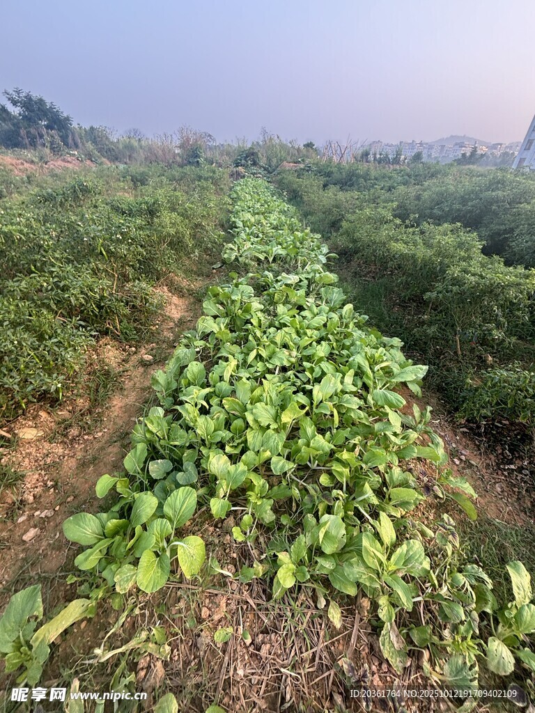 綠意盎然的農(nóng)田風(fēng)光