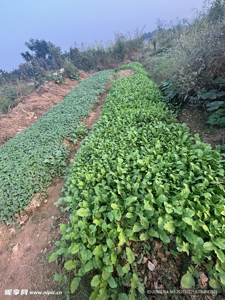田園蔬菜種植景象