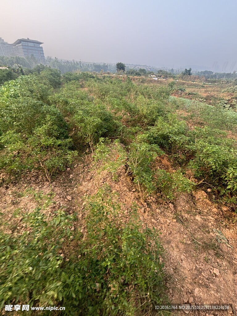 田野間茂盛的綠色植物
