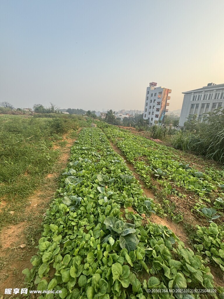 田野間的綠色蔬菜種植地