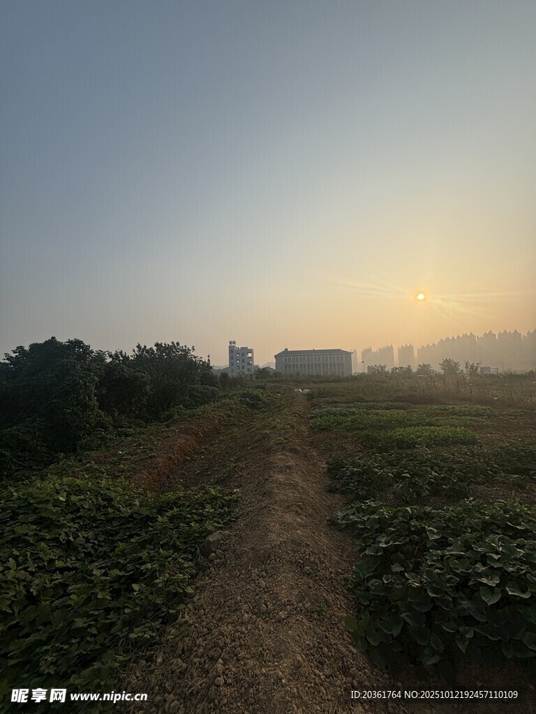 田園晨光中的鄉(xiāng)間小道