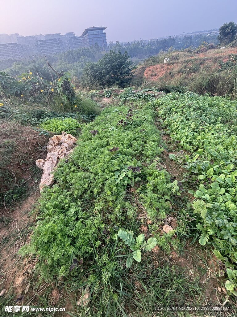田園中的翠綠蔬菜地