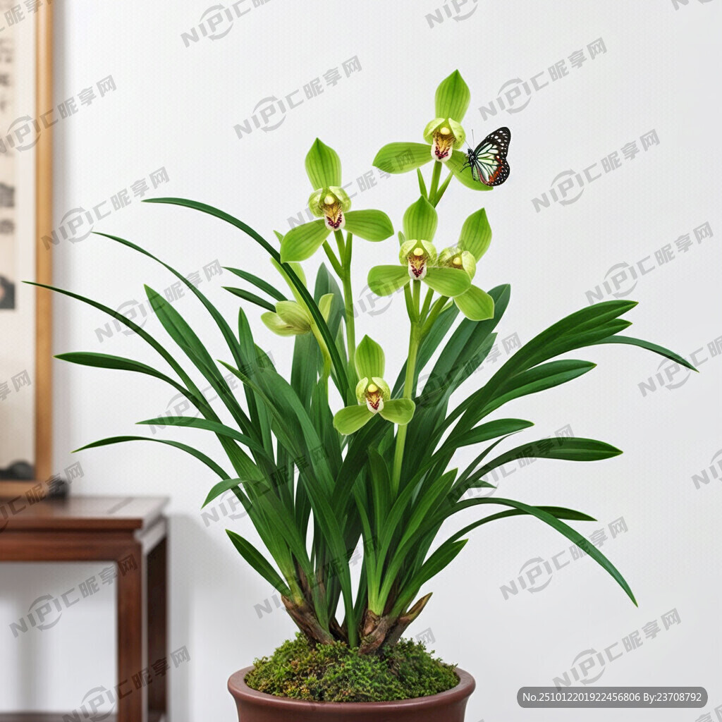 一盆蘭花 綠色葉子 帶花 