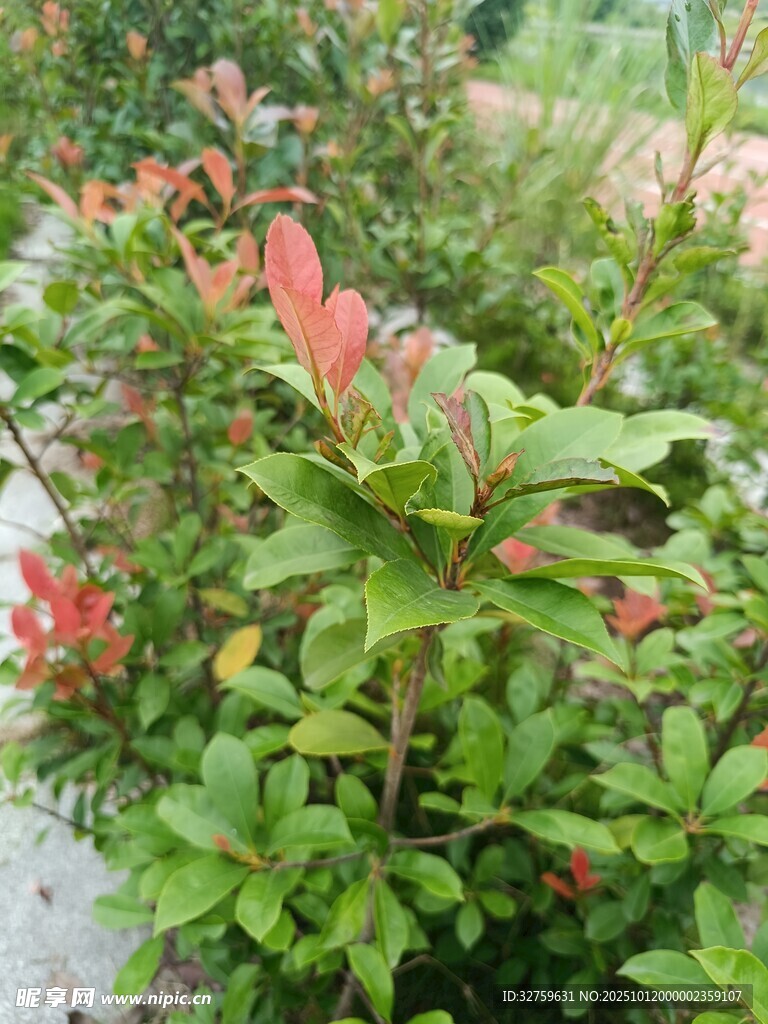 綠葉間的艷麗花卉