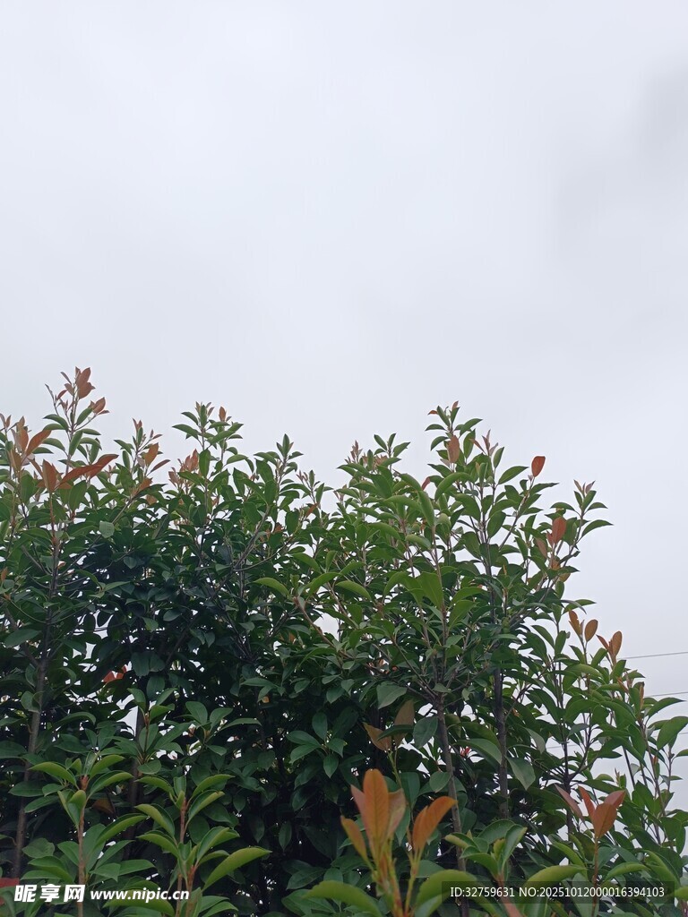 綠葉繁茂的樹梢
