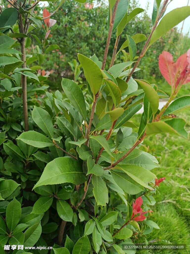 綠葉間的艷麗紅葉植物