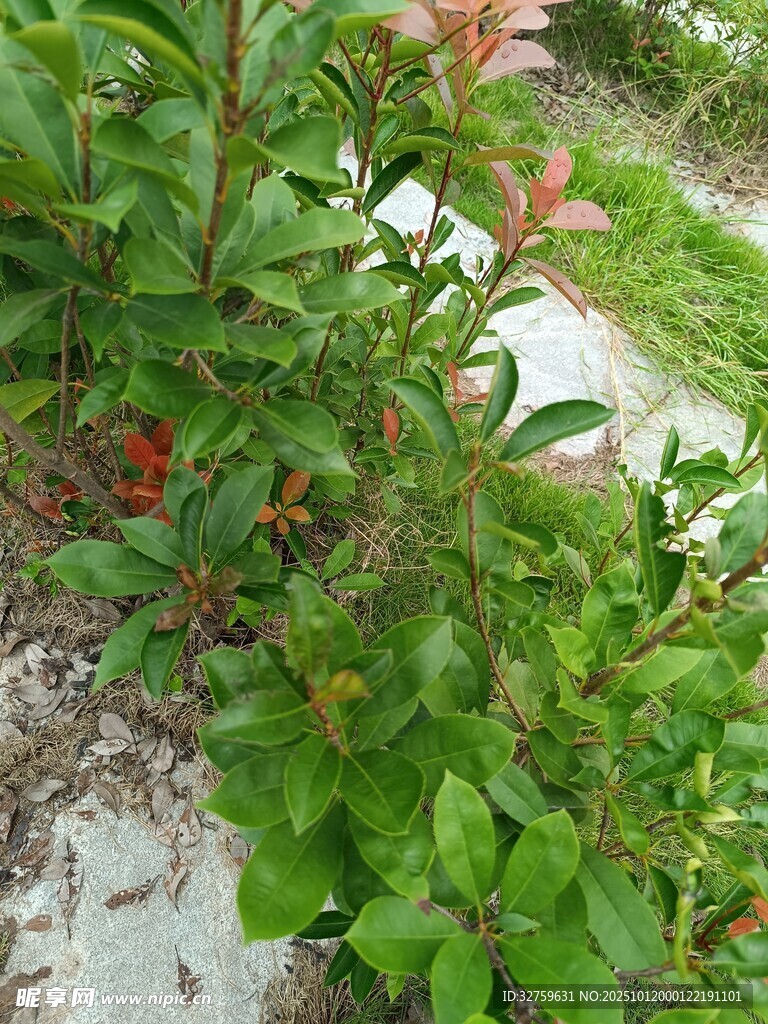 路邊繁茂綠植與鮮艷花朵