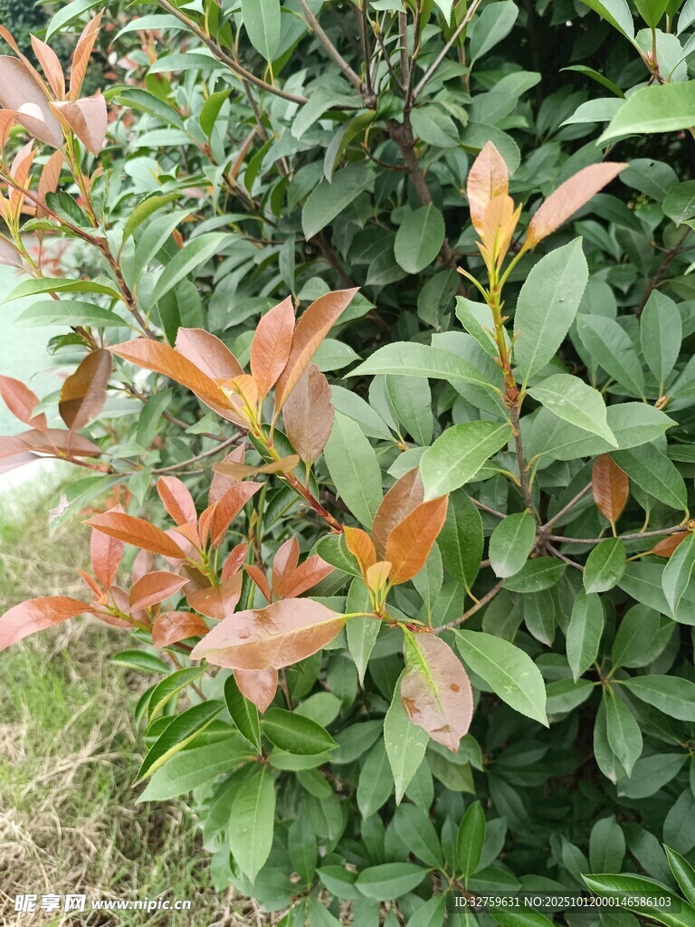 色彩斑斕的綠植景觀
