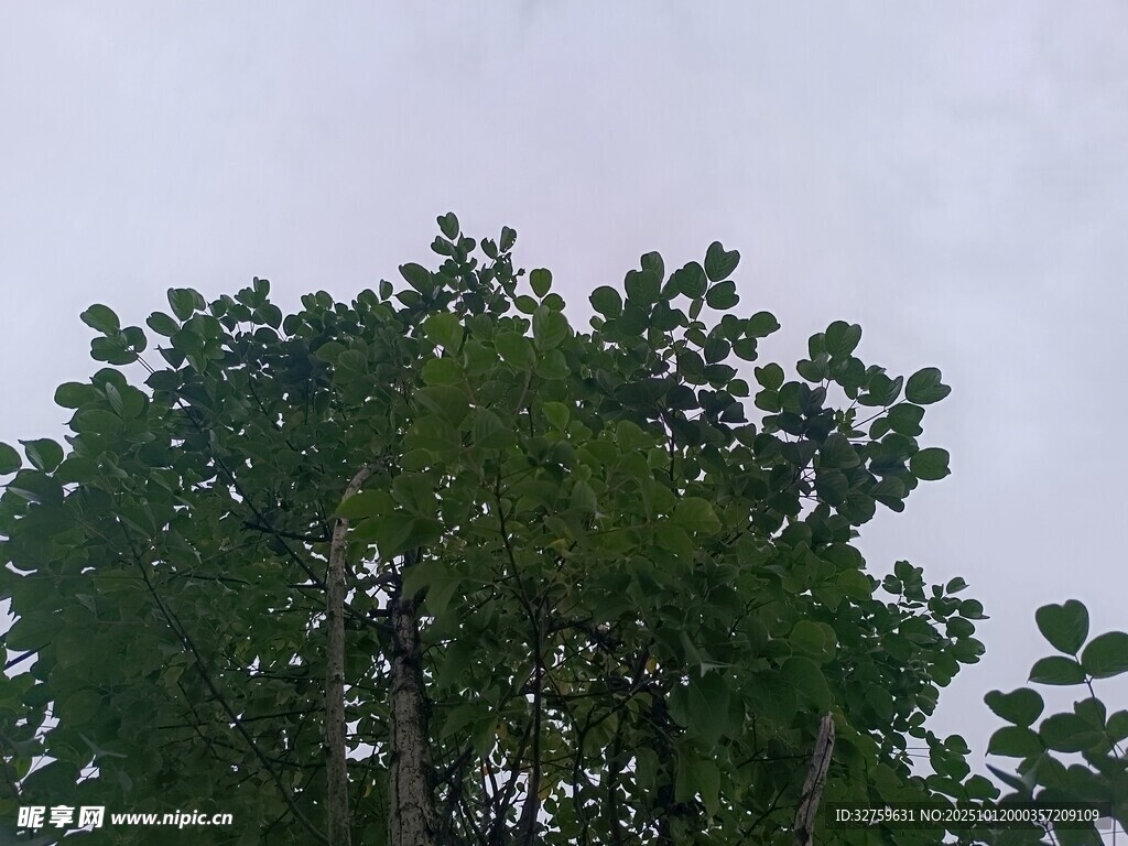 綠樹頂與灰蒙天空