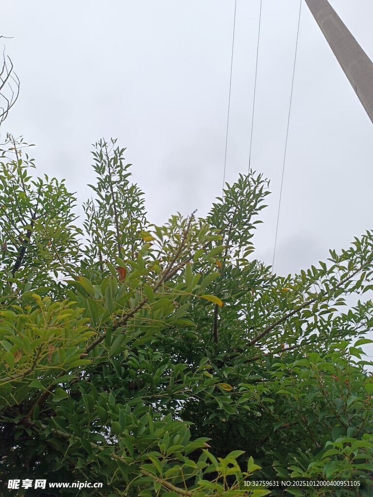 綠樹間的電線桿