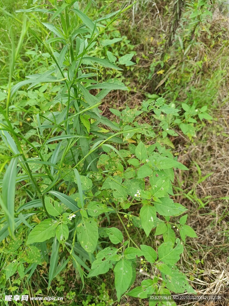 野外綠色植物景象