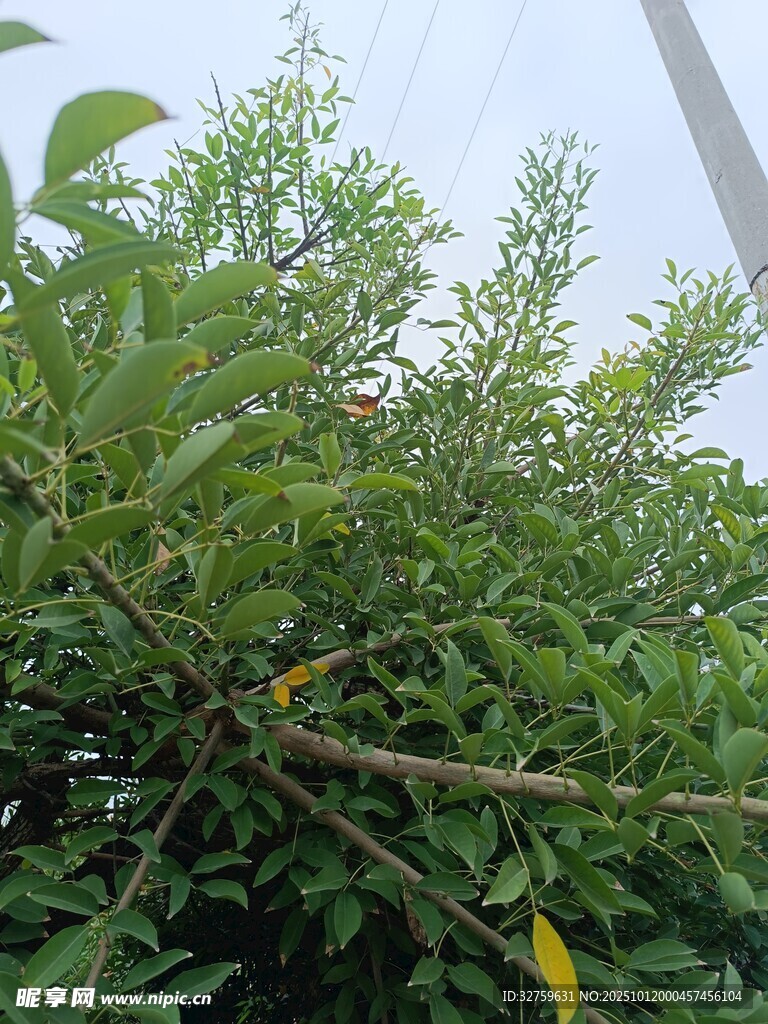 綠葉繁茂的果樹景象