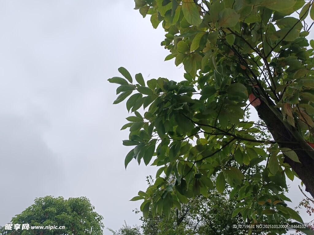 雨中蔥郁樹木