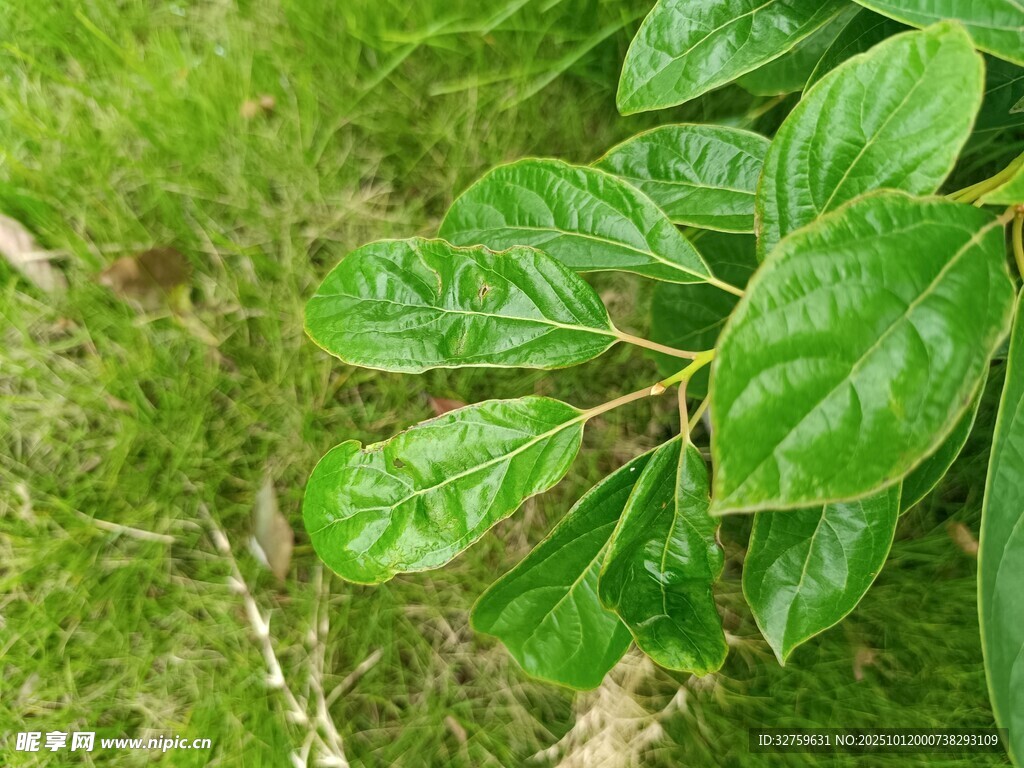 翠綠葉片與青苔的自然景致