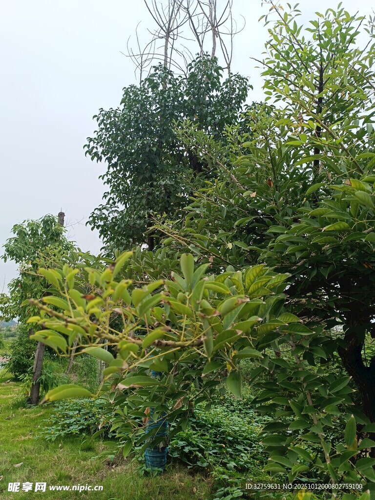 山林間繁茂的綠植景觀