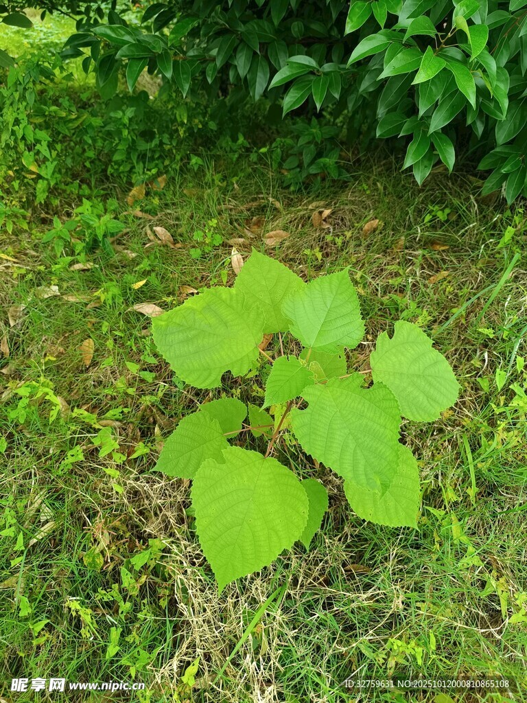 綠葉植物生長于草地間