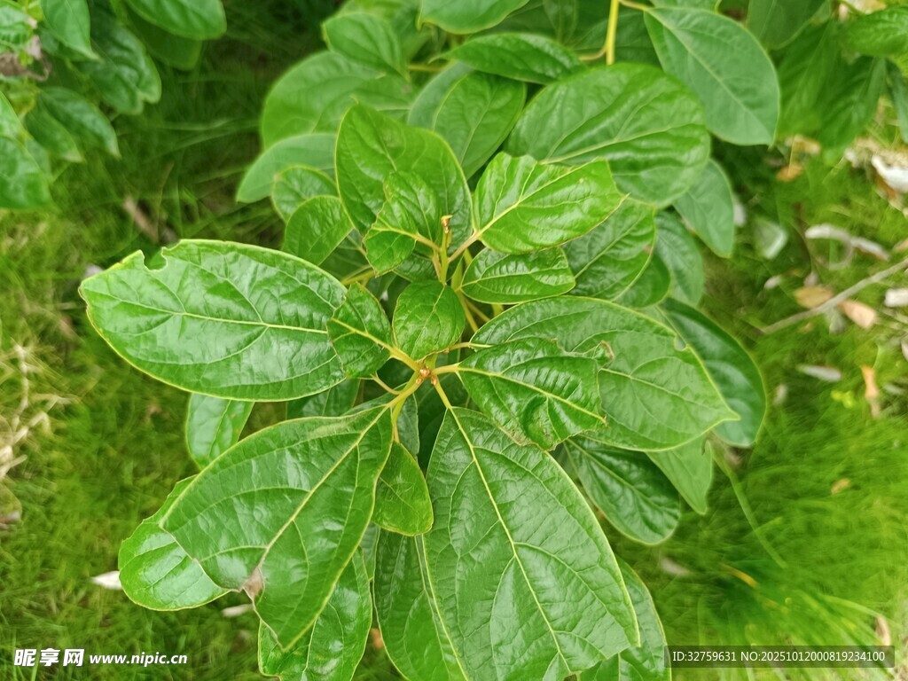 翠綠葉片的植物特寫