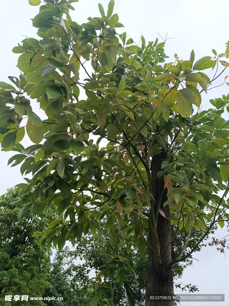 綠葉繁茂的高大樹(shù)木