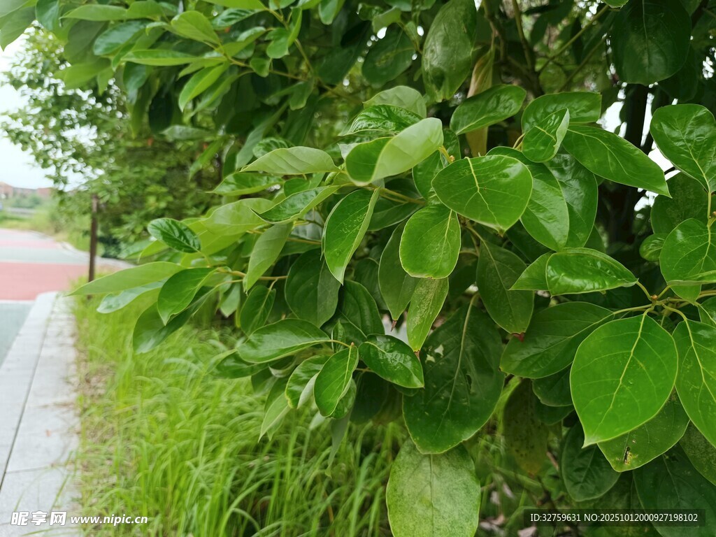 路邊翠綠繁茂的枝葉
