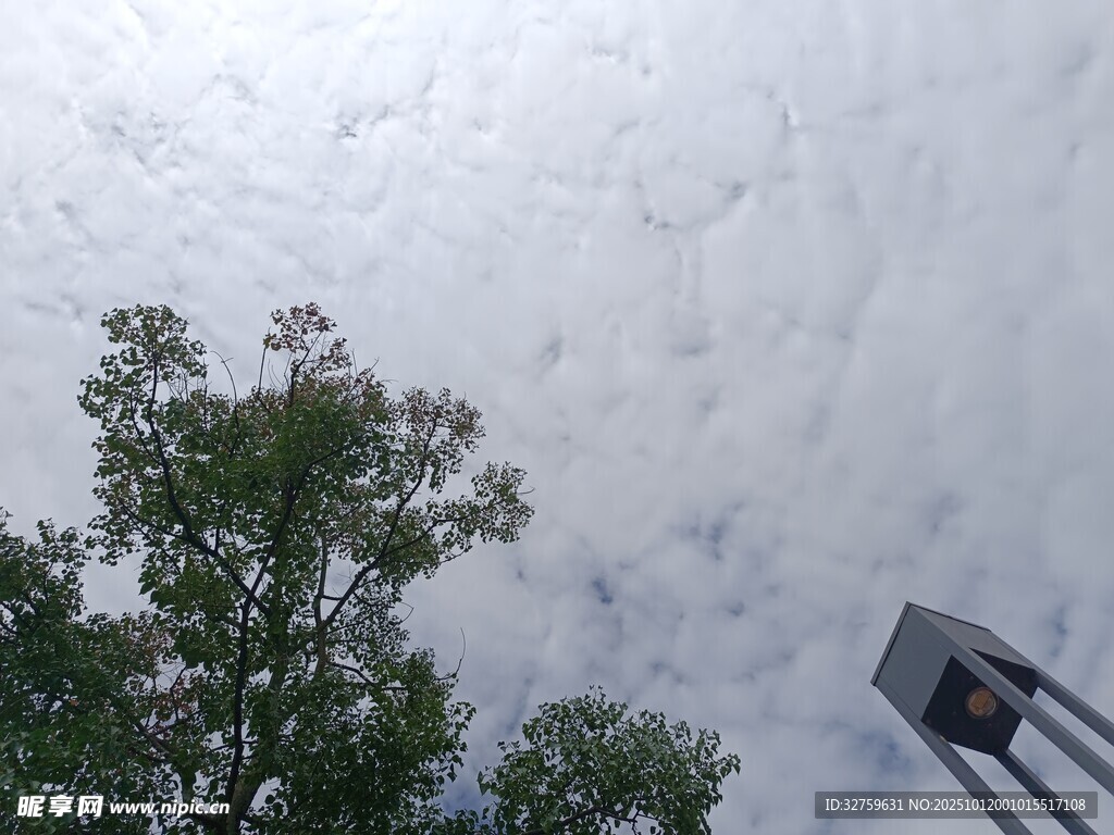仰視天空與樹梢