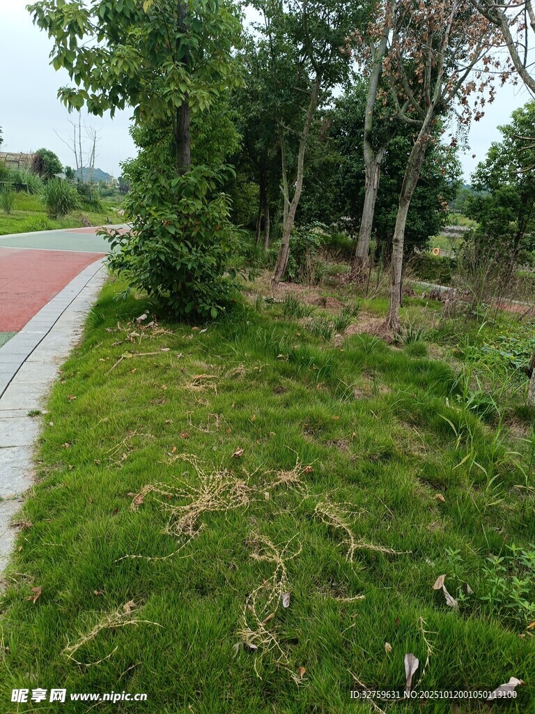 路邊綠意盎然的草地與樹木