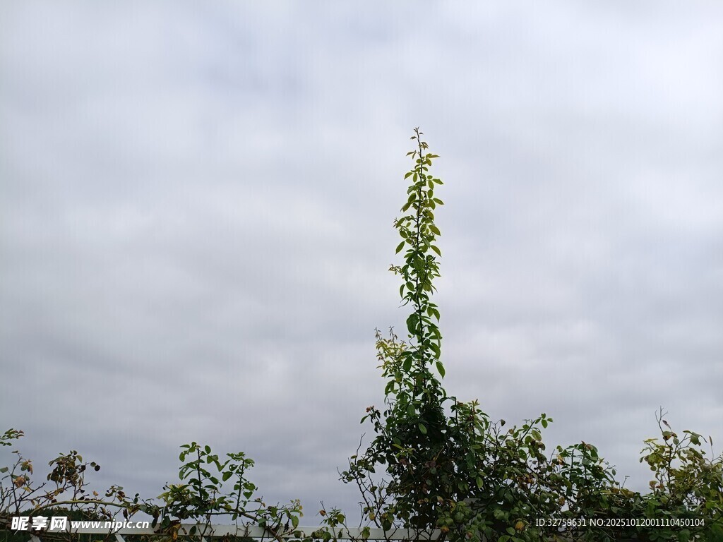高聳綠植映于多云天空