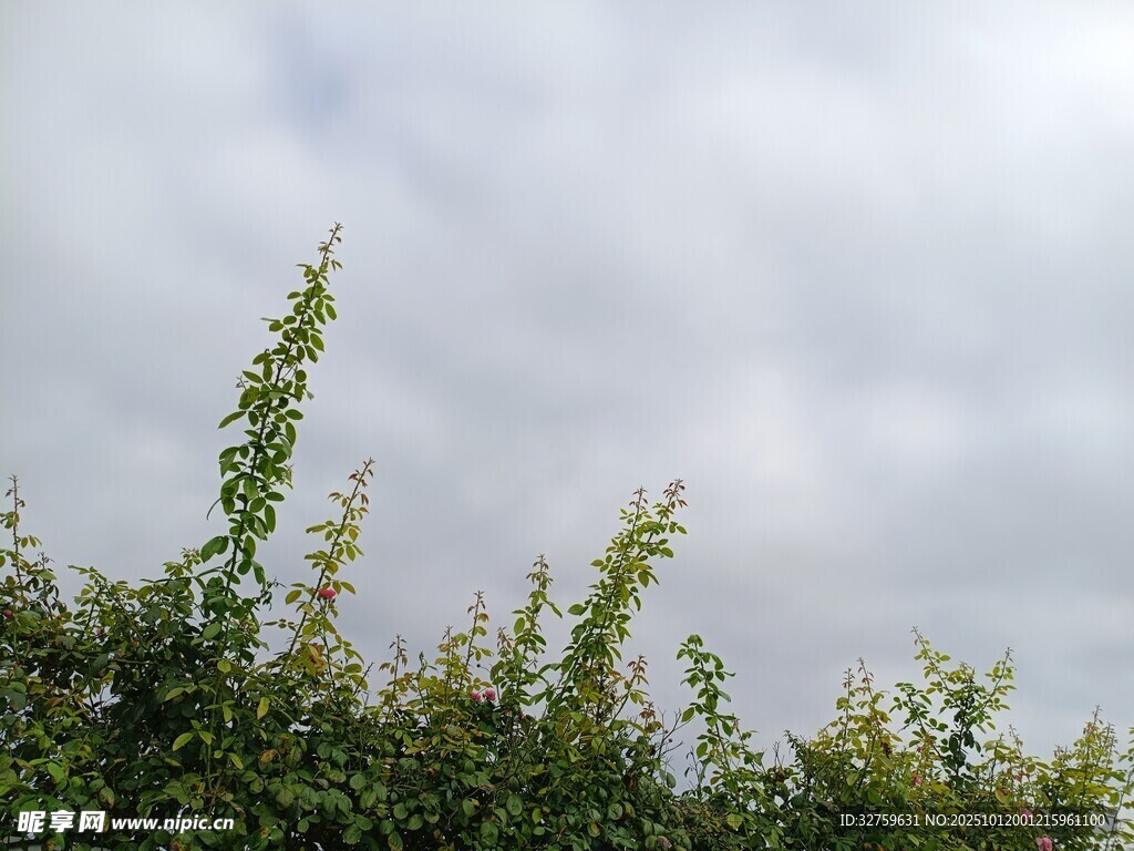 天空下的綠植景觀