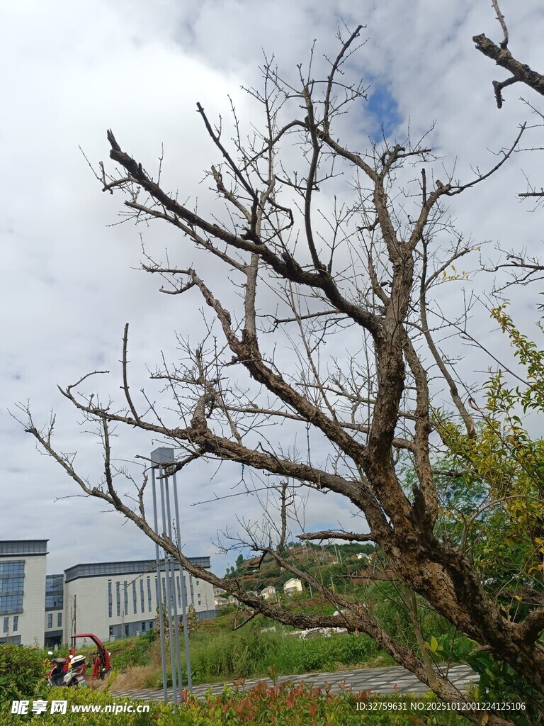 枯樹挺立在戶外場景中