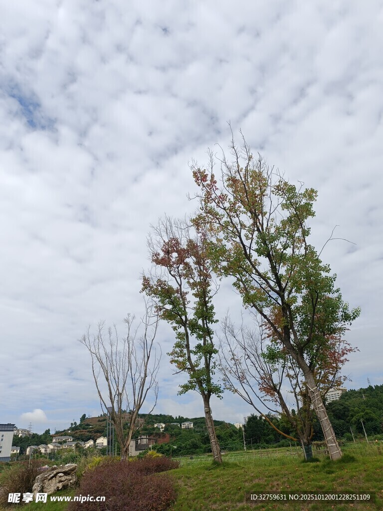 戶外草地樹木風(fēng)景圖