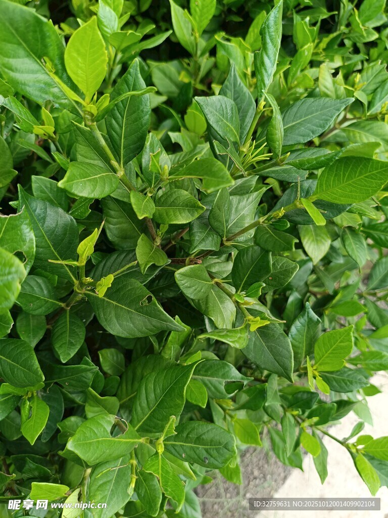翠綠繁茂的綠植景觀