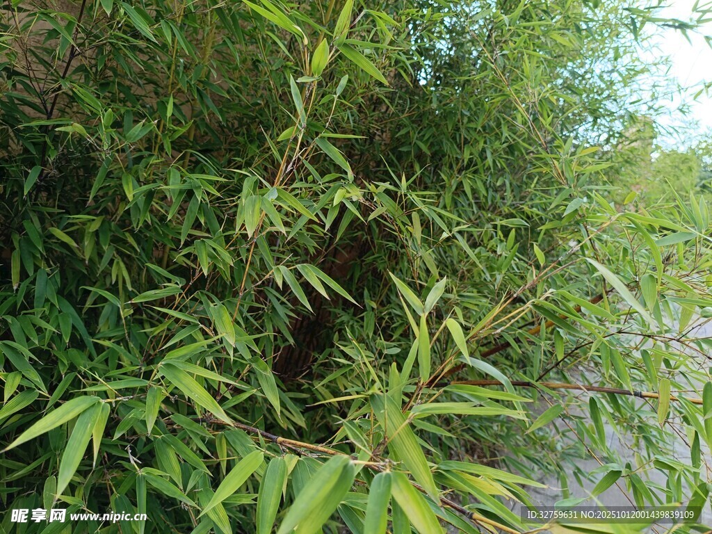 翠綠竹林景致