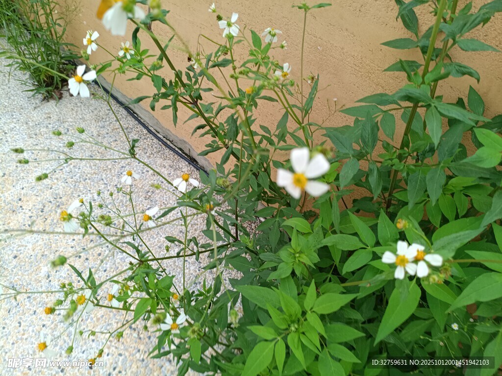 墻邊綻放的清新小白花