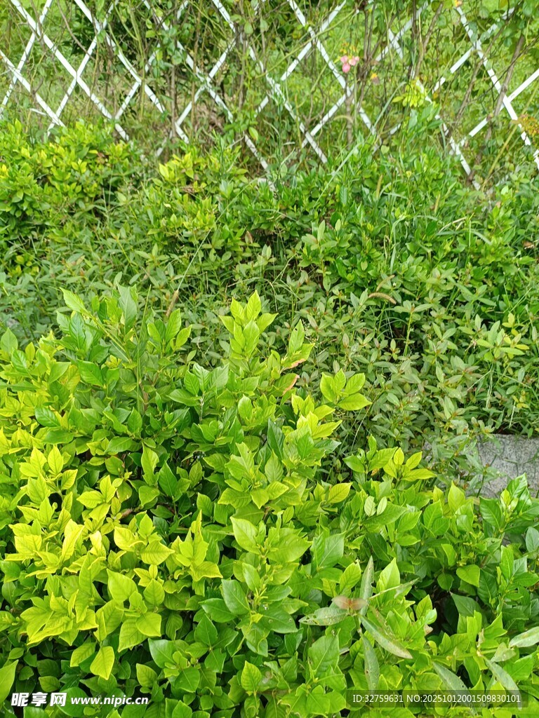 圍欄邊的翠綠植物