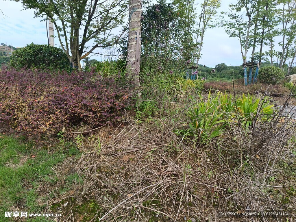 戶外多彩植物景觀