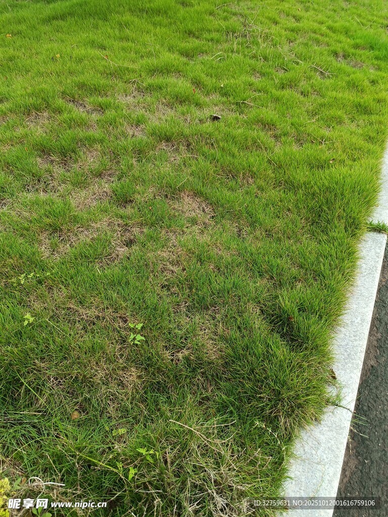 草地局部景象