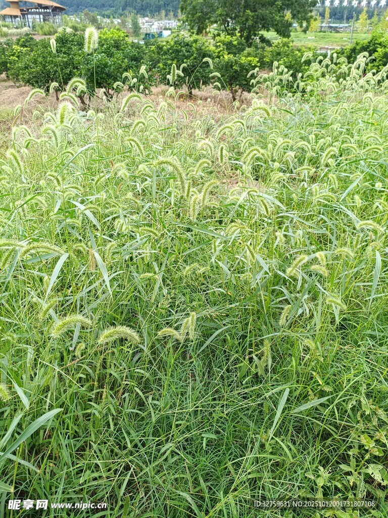 野外茂盛的綠色草地