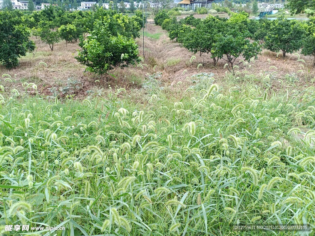 綠意盎然的柑橘種植園
