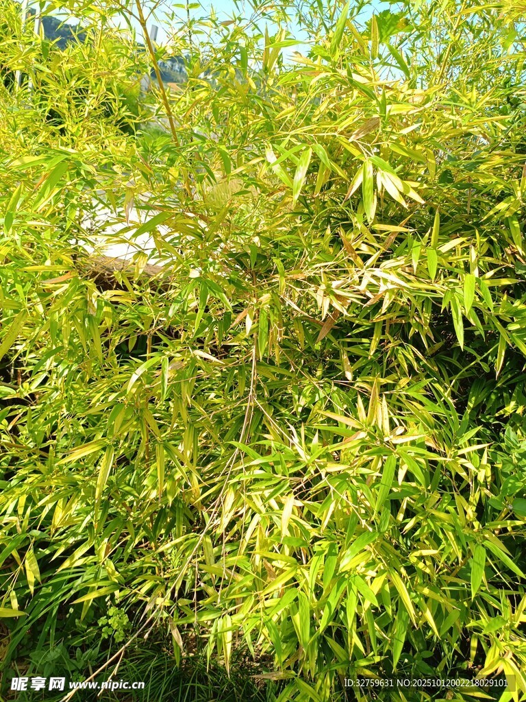 翠綠枝葉繁茂的植物景觀