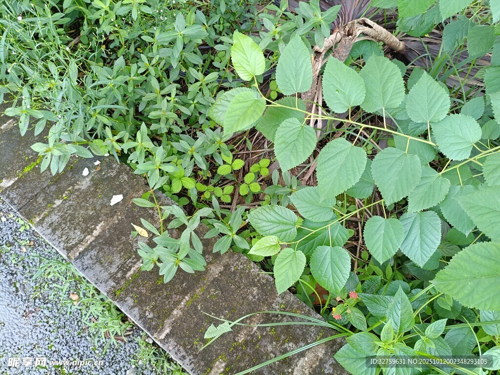 墻邊繁茂綠植生機(jī)盎然