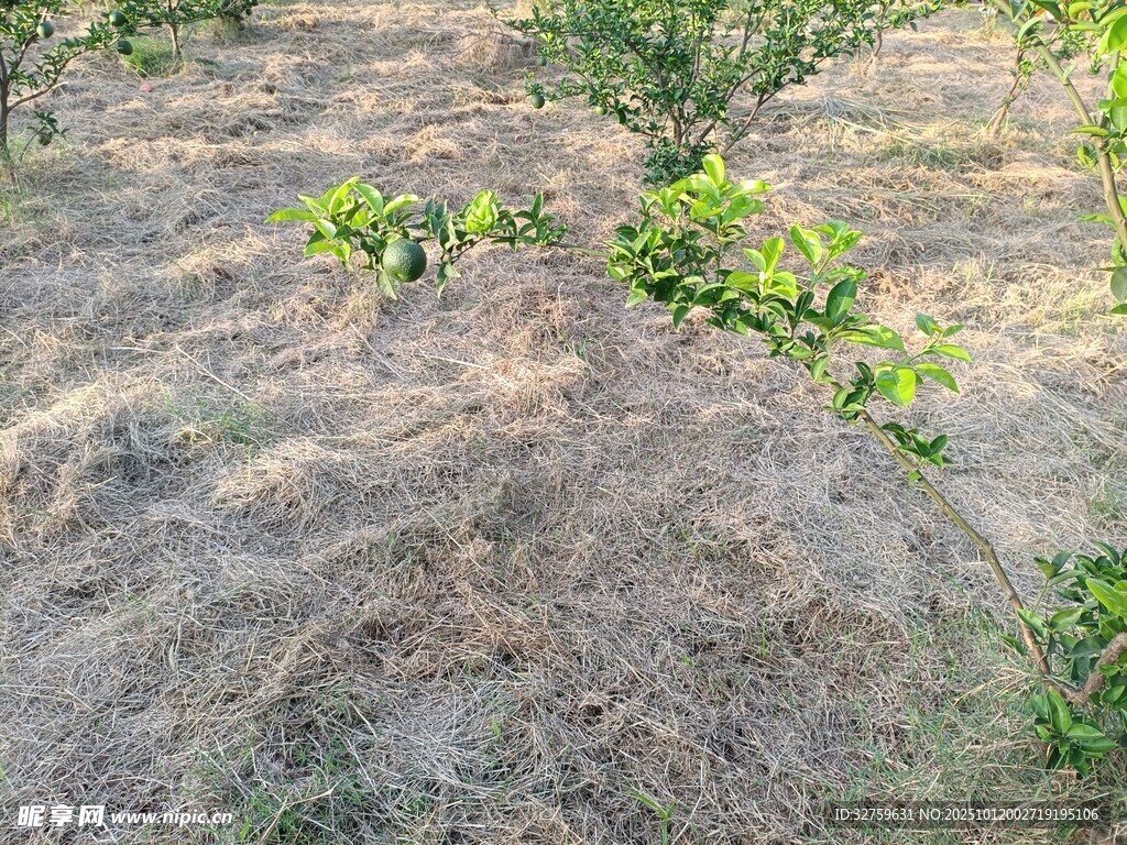 田間嫩綠植物生長景象