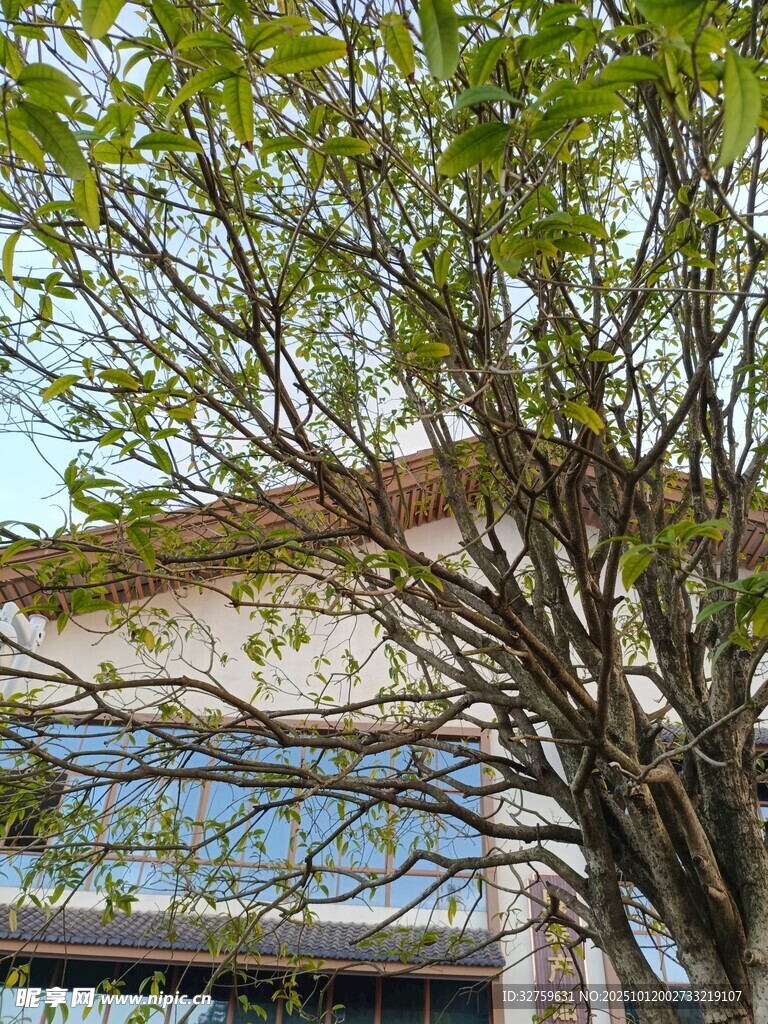 樹枝伸展于現(xiàn)代建筑前