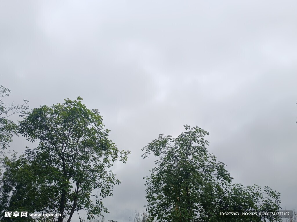 陰天中的綠樹梢