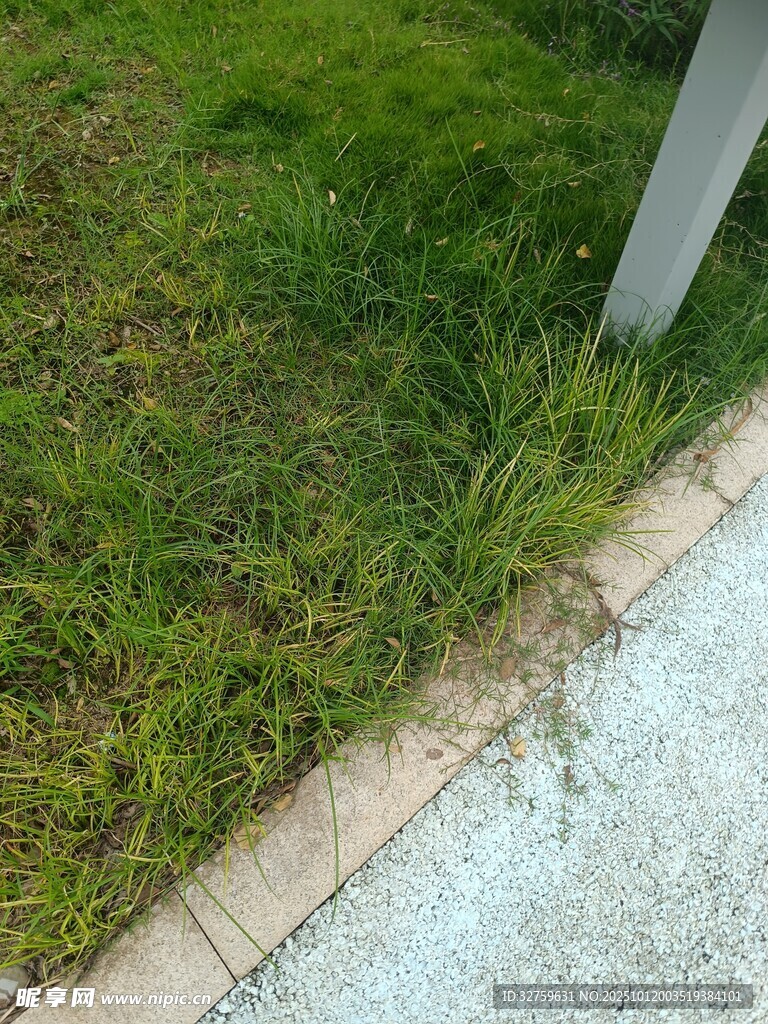 路邊草地與磚石邊界景象
