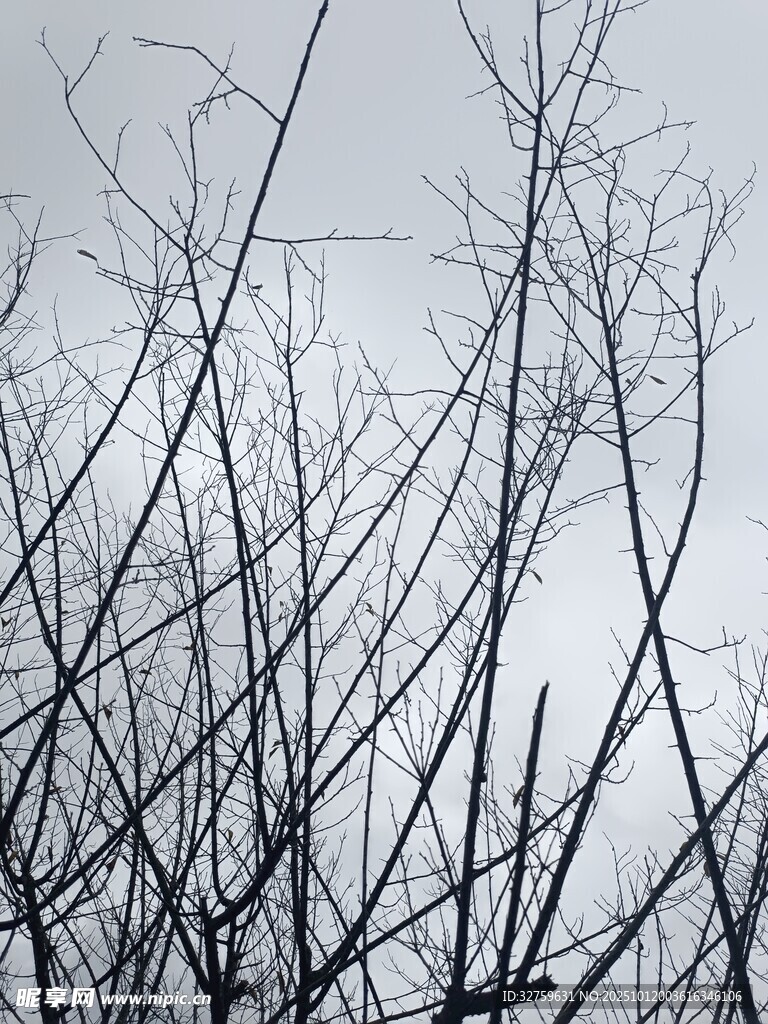 冬日枯樹枝干景象