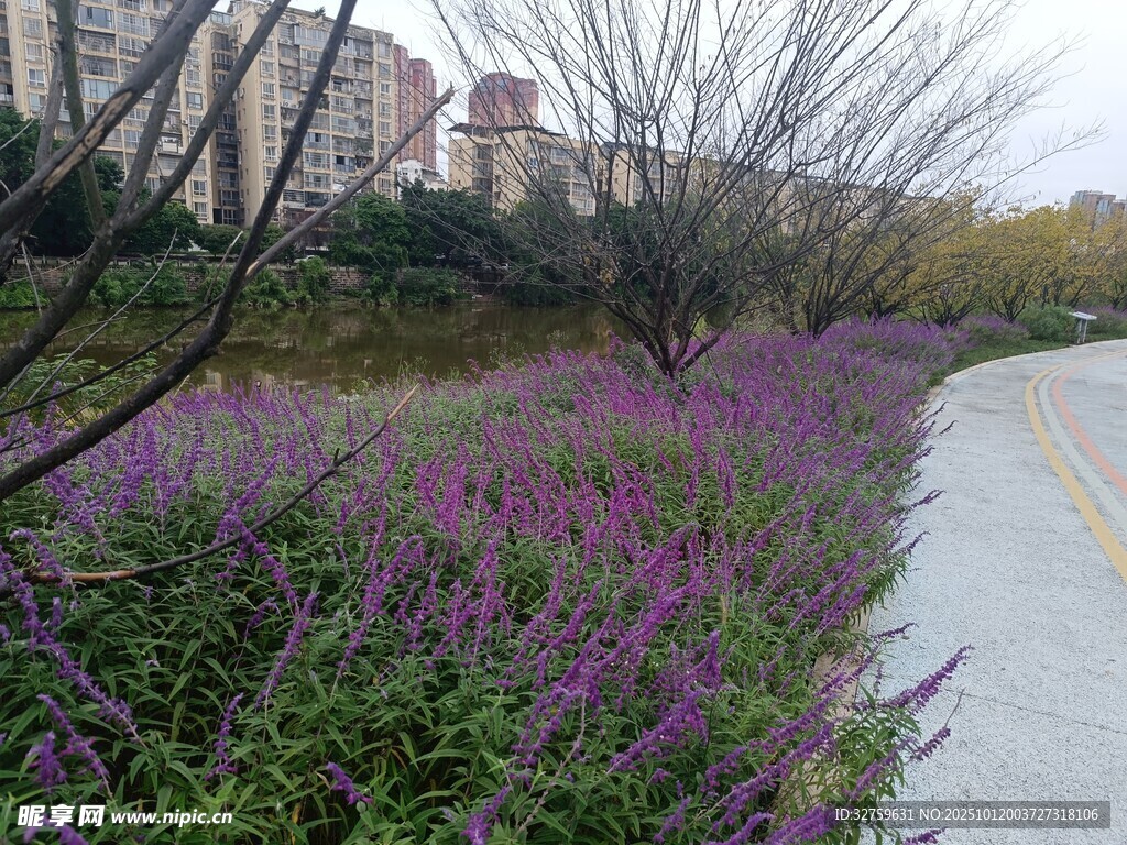 路邊紫色花叢景致